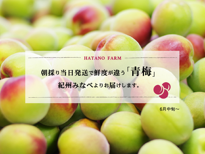 朝採り当日発送で鮮度が違う「青梅」紀州みなべよりお届けします。