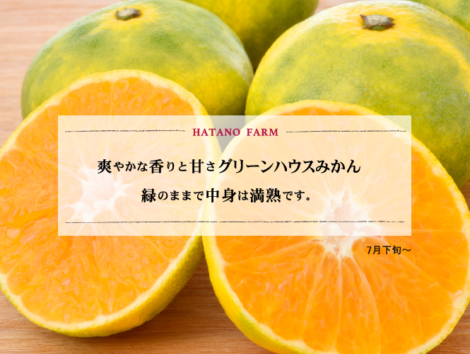 爽やかな香りと甘さグリーンハウスみかん緑のままで中身は満熟です。