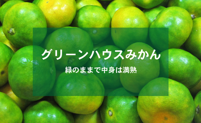 グリーンハウスみかん 緑のままで中身は満熟