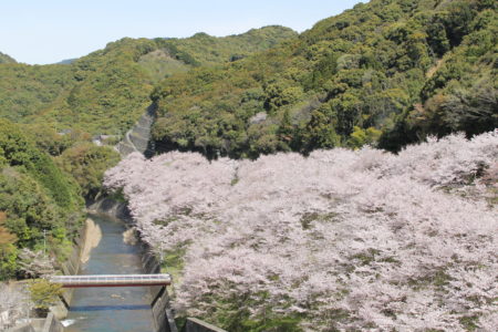 島之瀬ダムの桜