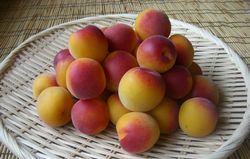 紀州産の南高梅