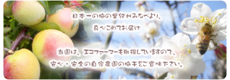 {̔~̗IB݂ȂׂA^S߂Ă͂ ́AGRt@[}[擾Ă܂̂ŁASS̎Ɣ_̔~ܖB